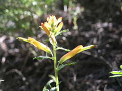 Castilleja patriotica