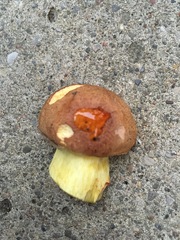 Butyriboletus taughannockensis