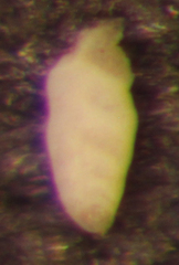 Bolivina vaughani