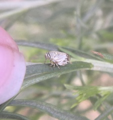 Clastoptera lineatocollis