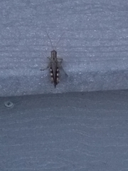 Melanoplus punctulatus