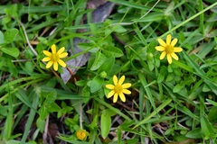 Melampodium montanum