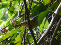 Arizelocichla tephrolaema