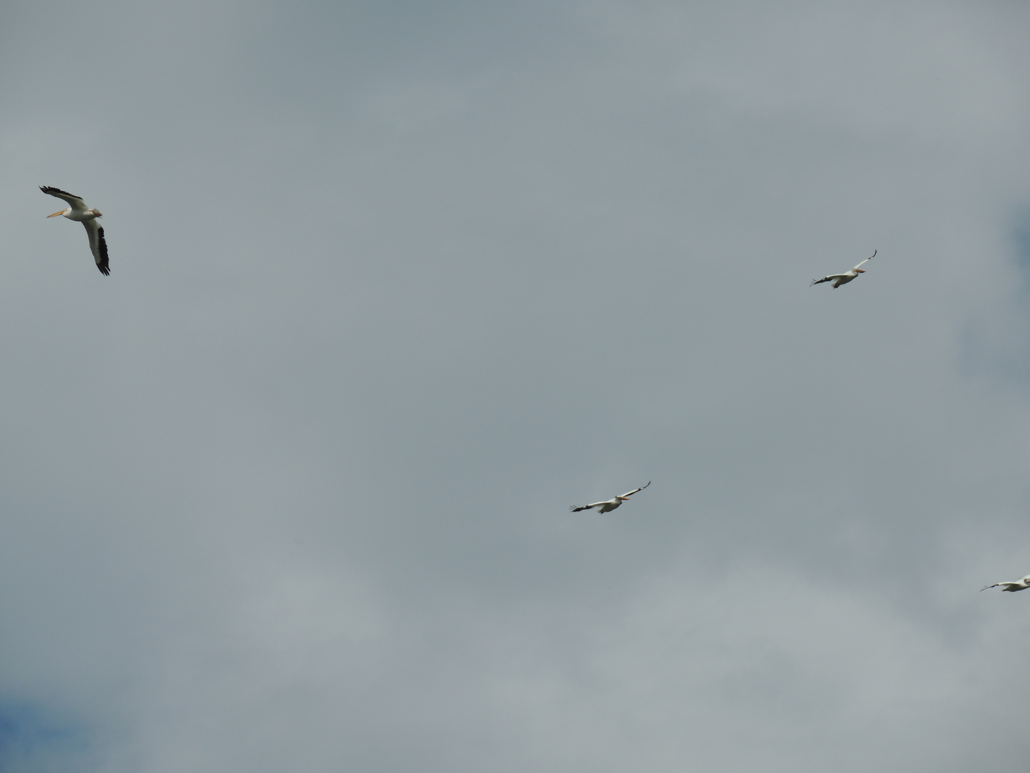 American White Pelican