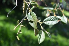 Alnus acuminata arguta