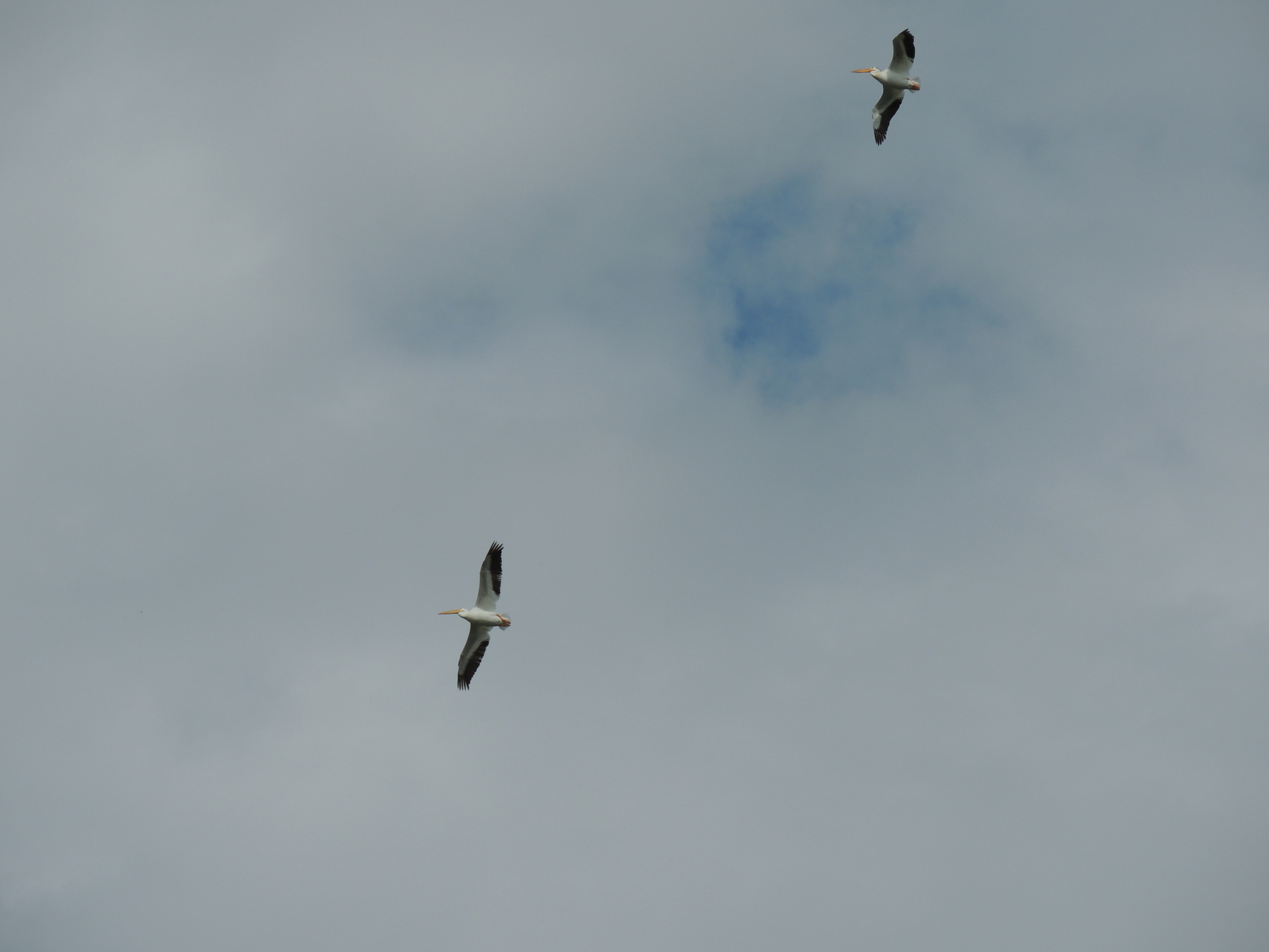 American White Pelican