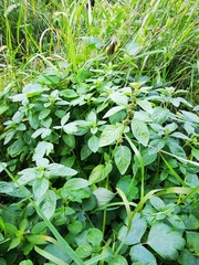 Mentha arvensis