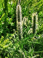 Phleum pratense