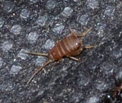 Myrmecophilidae