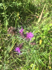 Liatris squarrosa