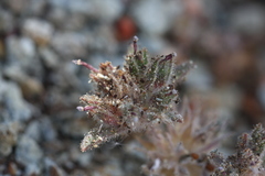 Collomia diversifolia