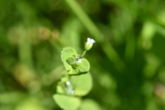 Drymaria villosa