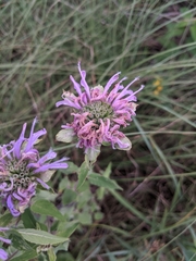 Monarda fistulosa
