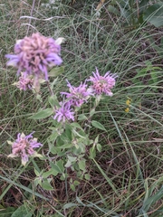 Monarda fistulosa