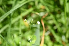 Drymaria villosa
