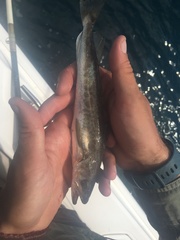 Merluccius bilinearis