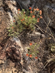 Portulaca suffrutescens
