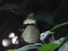 Hypolimnas anthedon anthedon