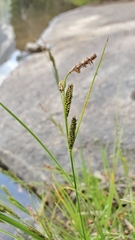 Carex nudata