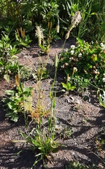 Phleum pratense
