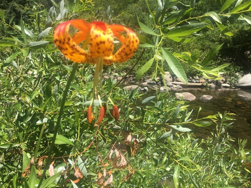 Leopard Lily