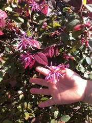 Loropetalum