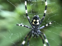Araneus nordmanni