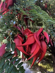 Clianthus