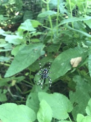 Araneus nordmanni