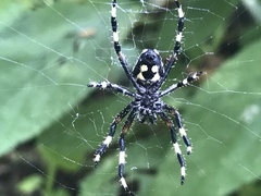 Araneus nordmanni