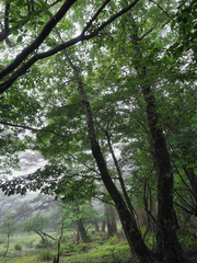 Alnus hirsuta hirsuta