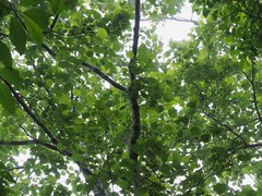 Alnus hirsuta hirsuta