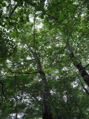 Alnus hirsuta hirsuta