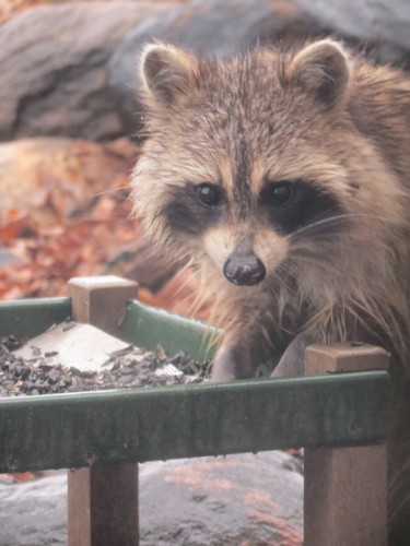 Common Raccoon photographed in North Dakota