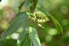 Cornus excelsa