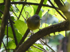 Arizelocichla tephrolaema