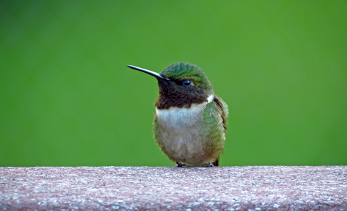 Ruby-throated Hummingbird photographed in North Dakota