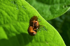 Epilachna varivestis