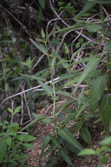 Kalanchoe daigremontiana