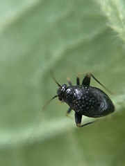 Halticini