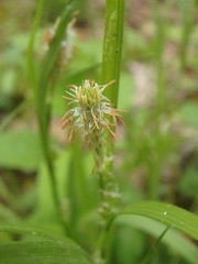Carex hirtifolia