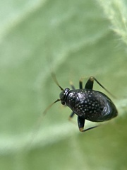 Halticini