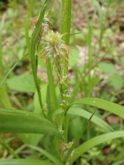 Carex hirtifolia