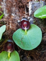 Corybas grumulus