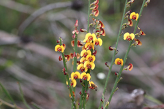 Bossiaea scolopendria