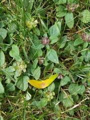 Prunella vulgaris vulgaris