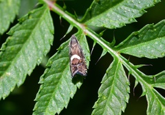 Grapholita fana