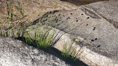 Juncus chlorocephalus