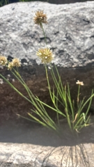 Juncus chlorocephalus