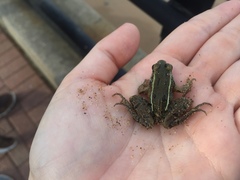 Lithobates kauffeldi